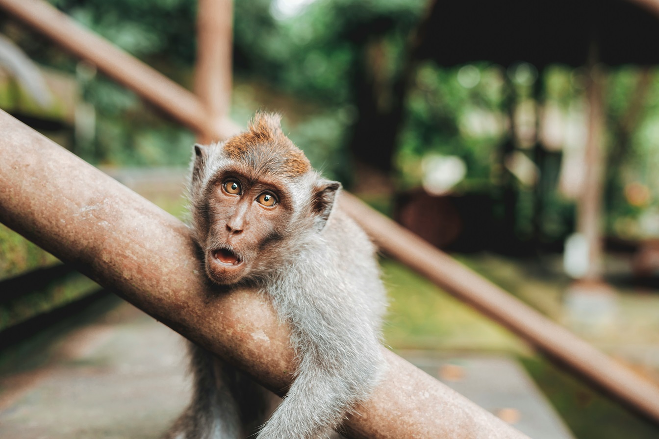 Ubud